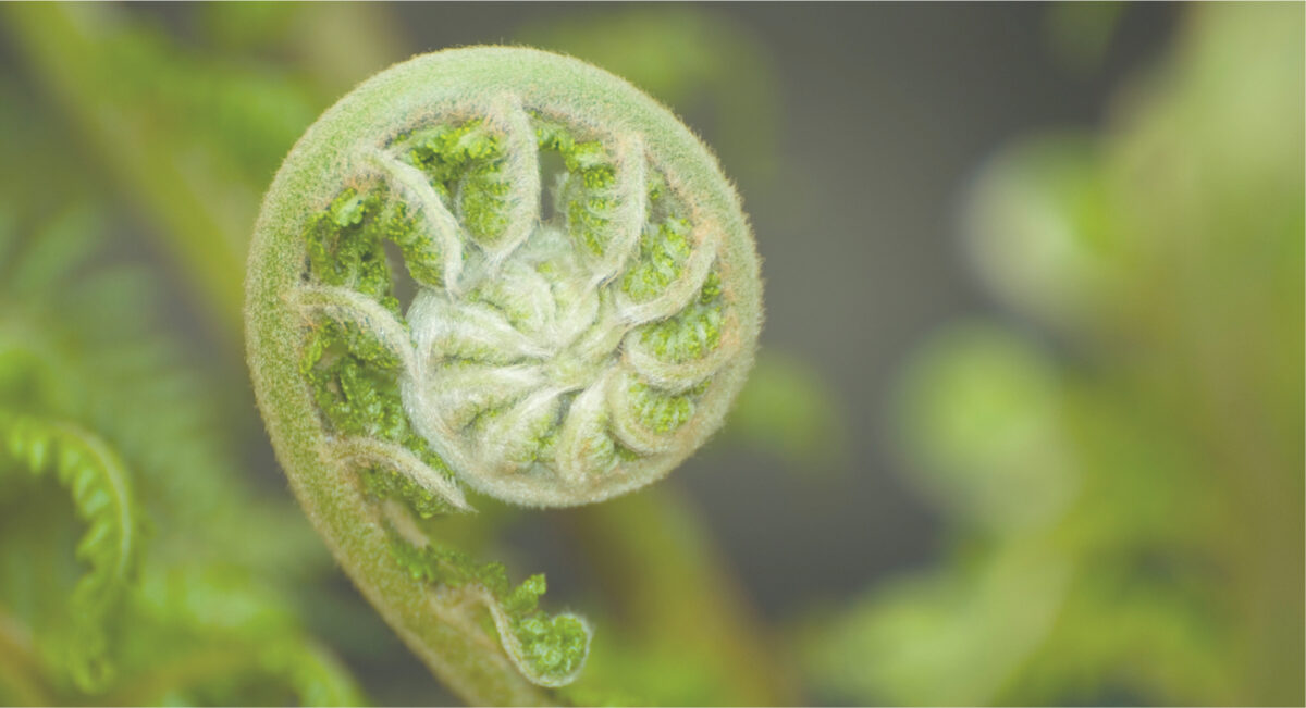 large fern curled into a spiral shape