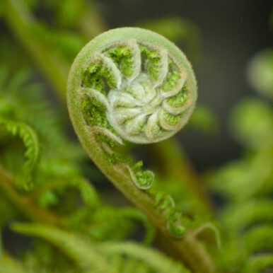 Image of a curled up fern