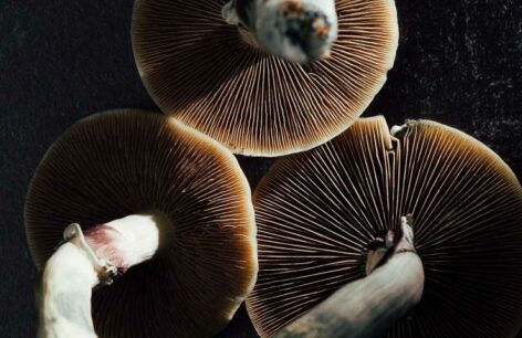 Image from bottom of mushrooms